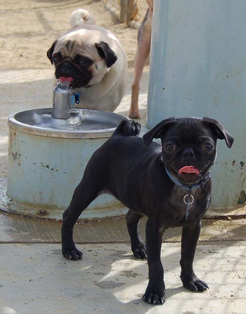 Hug Pug Sunday September 25, 2005