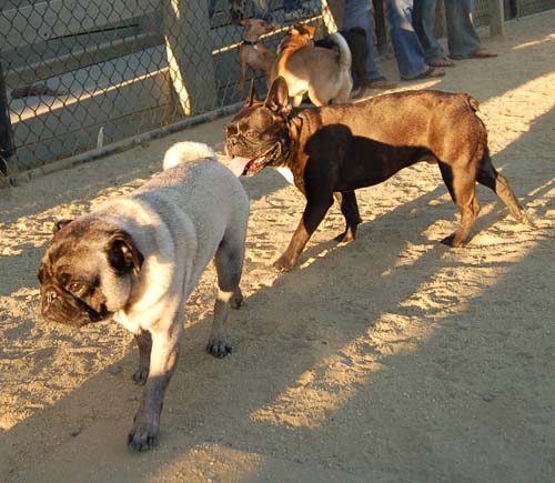 Hug Pug Sunday August 28, 2005