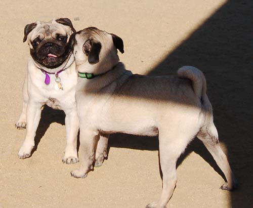 Hug Pug Sunday October 2, 2005