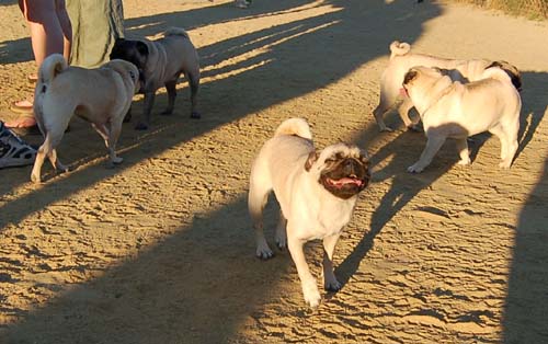 Friendly Pugs