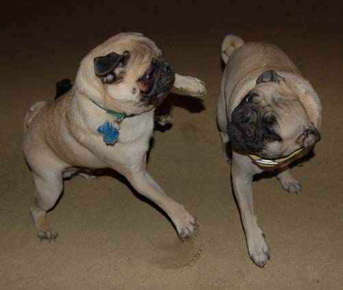 Hug Pug Sunday September 18, 2005