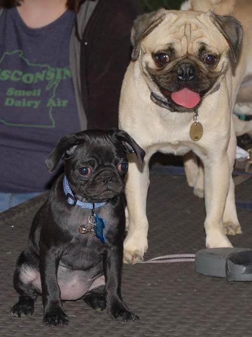 Hug Pug Sunday September 4, 2005