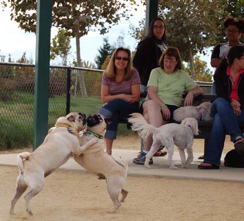 Hug Pug Sunday September 25, 2005