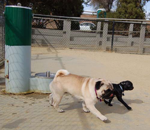 Hug Pug Sunday September 25, 2005