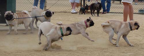 Hug Pug Sunday September 25, 2005