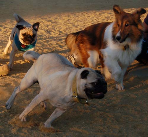 Hug Pug Sunday September 4, 2005