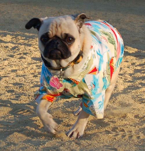 Hug Pug Sunday September 11, 2005