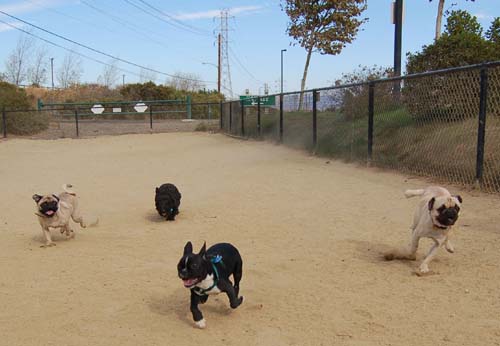 Hug Pug Sunday September 25, 2005