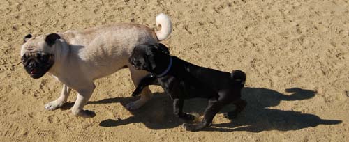 Hug Pug Sunday October 9, 2005