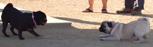 Hug Pug Sunday October 16, 2005