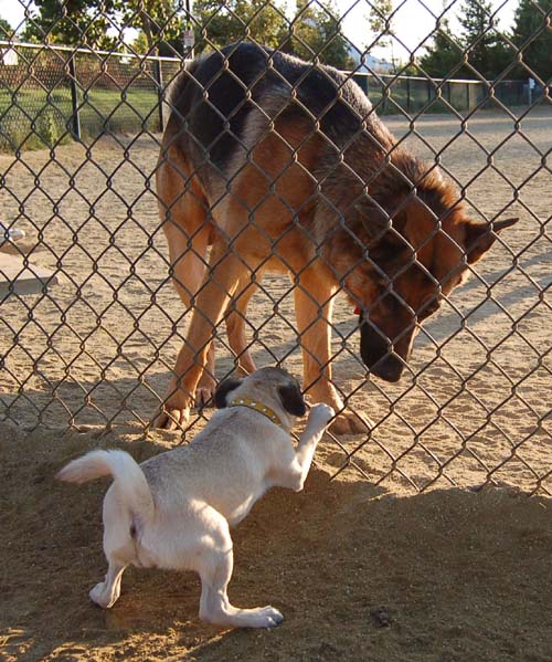 Hug Pug Sunday August 14 2005 - Week in Review