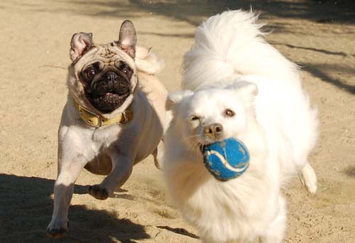 Hug Pug Sunday October 16, 2005