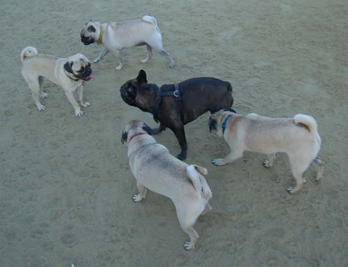 Friendly Pugs