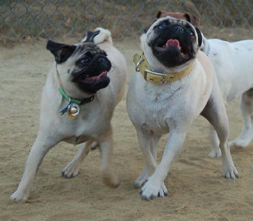 Hug Pug Sunday September 18, 2005