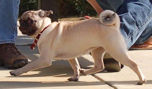 Hug Pug Sunday October 2, 2005