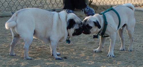 Hug Pug Sunday September 11, 2005