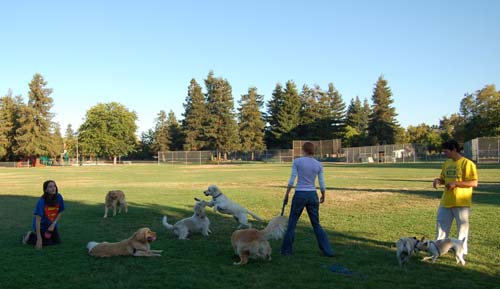 Daisy, Sheba and Gang - Week in Review