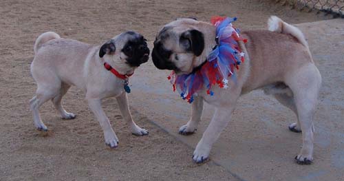 Hug Pug Sunday September 11, 2005