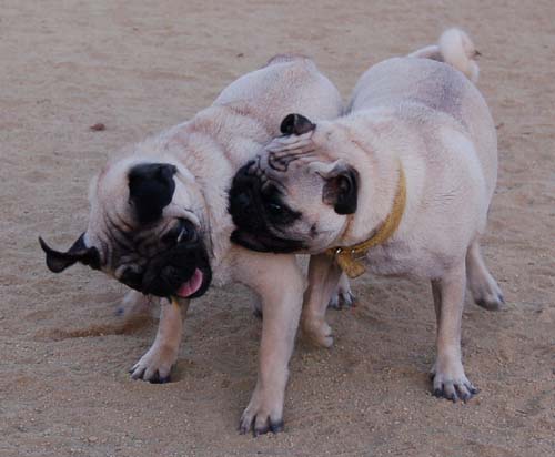 Hug Pug Sunday September 11, 2005