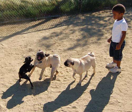 Hug Pug Sunday October 9, 2005
