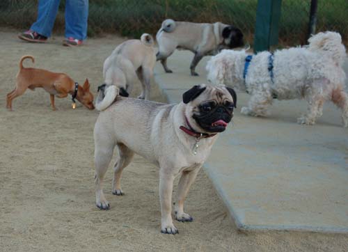 Friendly Pugs