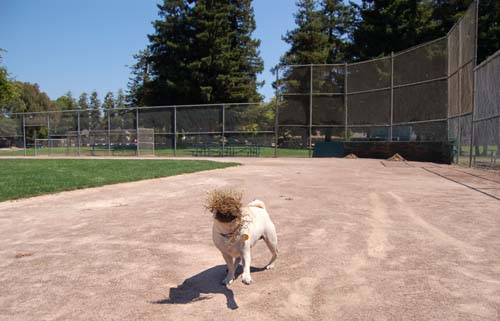 Sheba in the baseball field running the bases