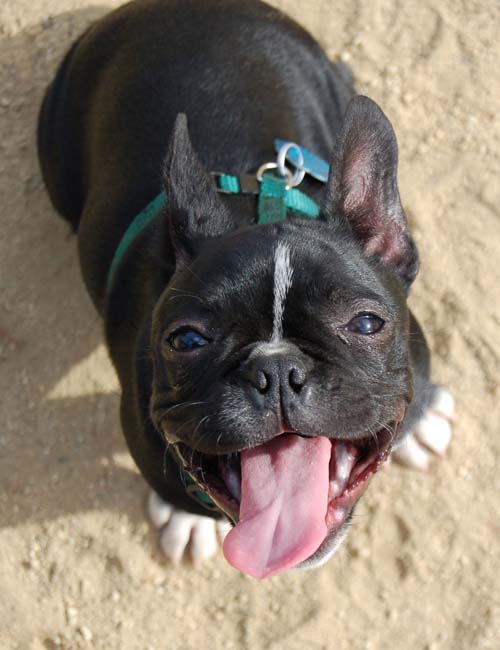 Hug Pug Sunday September 25, 2005