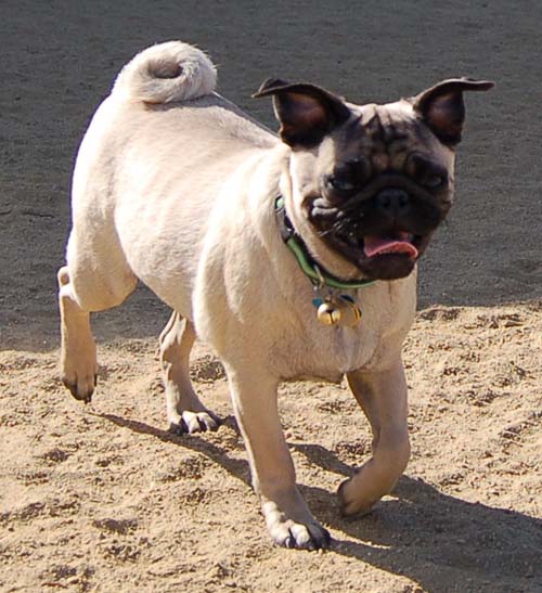 Hug Pug Sunday October 2, 2005