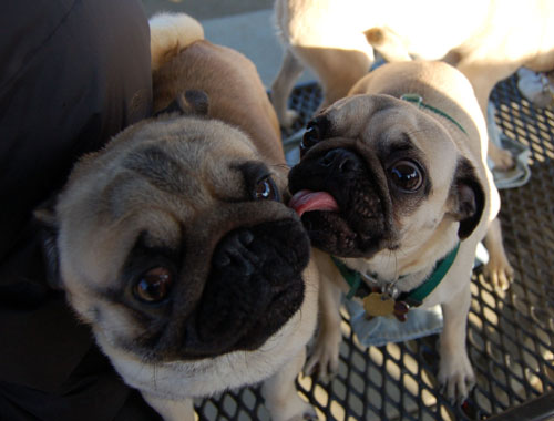 Sheba and Friends at the Mountain View Dog Park Sunday January 8, 2006
