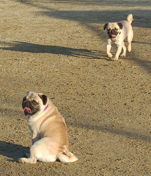 Sheba and Friends at the Mountain View Dog Park Sunday January 8, 2006