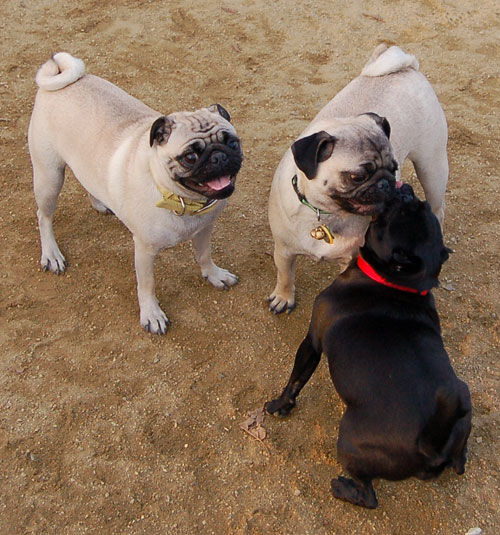 Sheba back at the Park