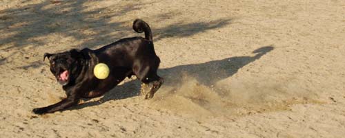 Sheba back at the Park