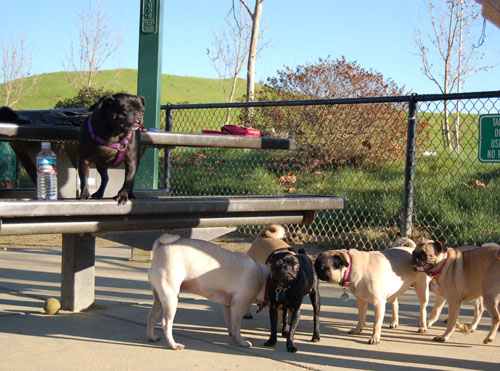 Sheba and Friends at the Mountain View Dog Park Sunday January 15, 2006
