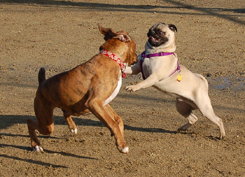Sheba and Friends at the Mountain View Dog Park Sunday January 8, 2006