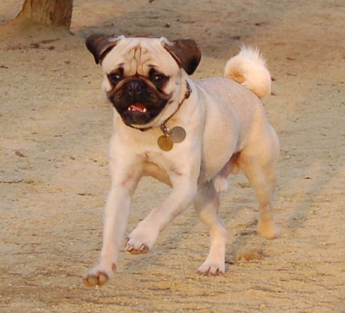 Sheba back at the Park