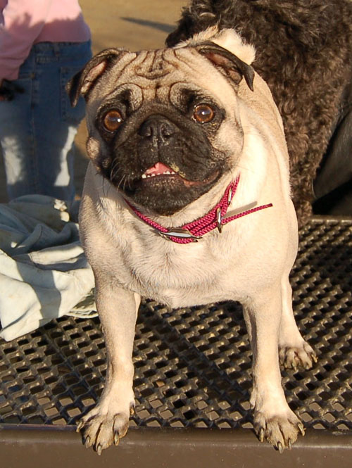 Sheba and Friends at the Mountain View Dog Park Sunday January 8, 2006