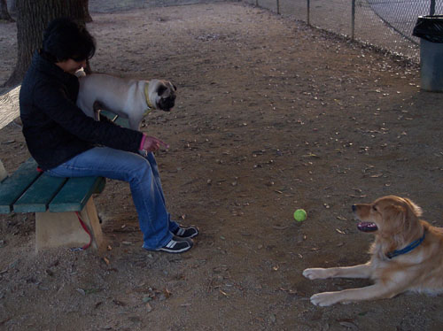 Daisy and Sheba playing fun
