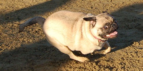 Sheba and Friends at the Mountain View Dog Park Sunday January 15, 2006