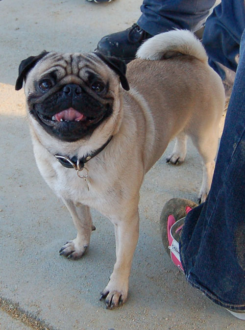 Sheba and Friends at the Mountain View Dog Park Sunday January 15, 2006