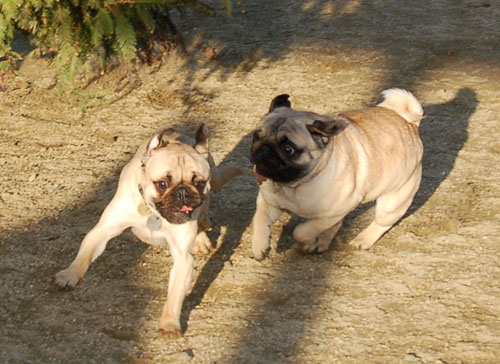 Sheba and Friends at the Mountain View Dog Park Sunday January 8, 2006