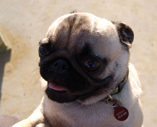 Sheba and Friends at the Mountain View Dog Park Sunday February 5, 2006