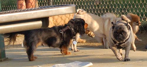 Sheba back at the Park