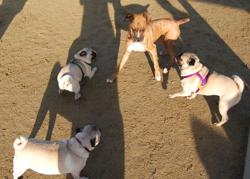 Sheba and Friends at the Mountain View Dog Park Sunday January 8, 2006
