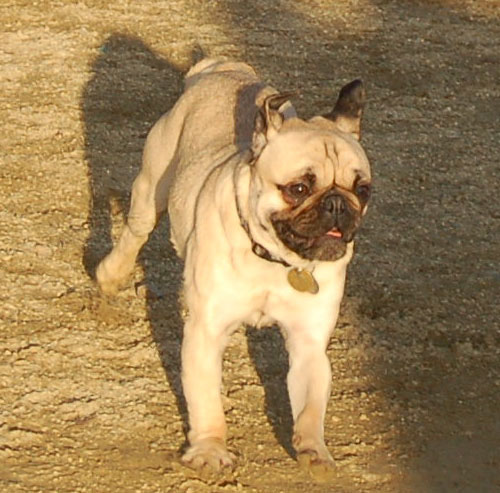 Sheba and Friends at the Mountain View Dog Park Sunday January 8, 2006
