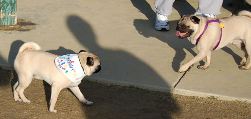 Sheba and Friends at the Mountain View Dog Park Sunday January 8, 2006