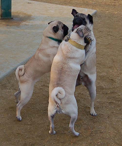 Sheba back at the Park