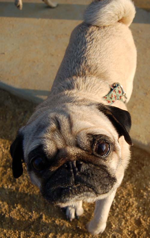 Sheba back at the Park