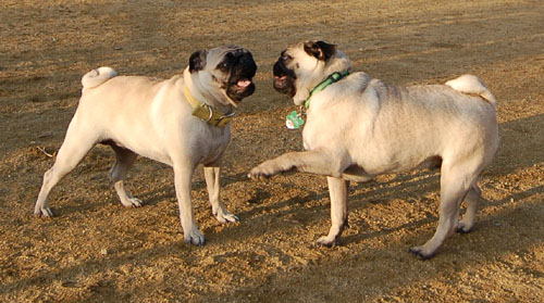 Mo and Sheba December, 2005