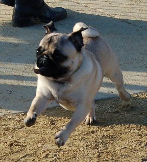 Sheba and Friends at the Mountain View Dog Park Sunday January 8, 2006