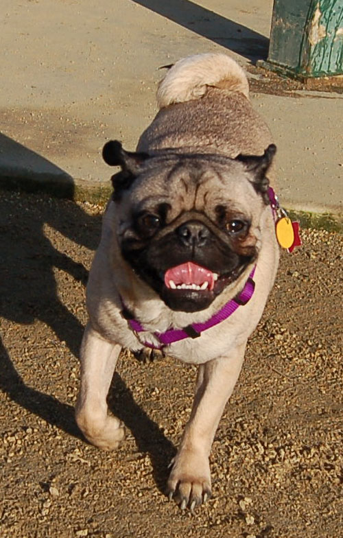 Sheba and Friends at the Mountain View Dog Park Sunday January 8, 2006